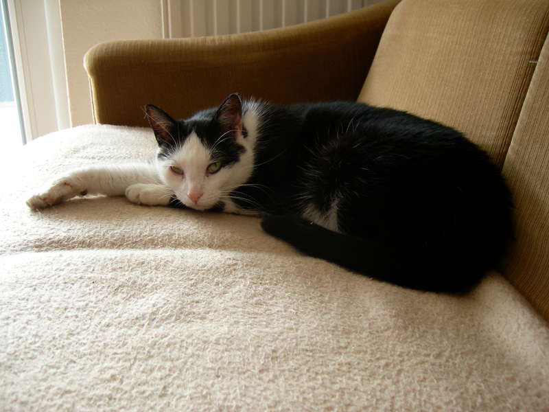 Meine Katze Tai Chi