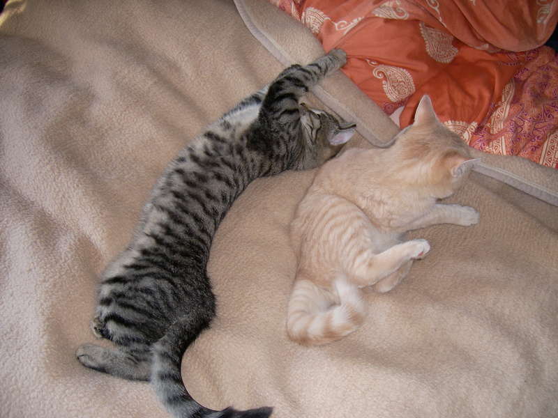 Meine Kater Snoopy und Tiger