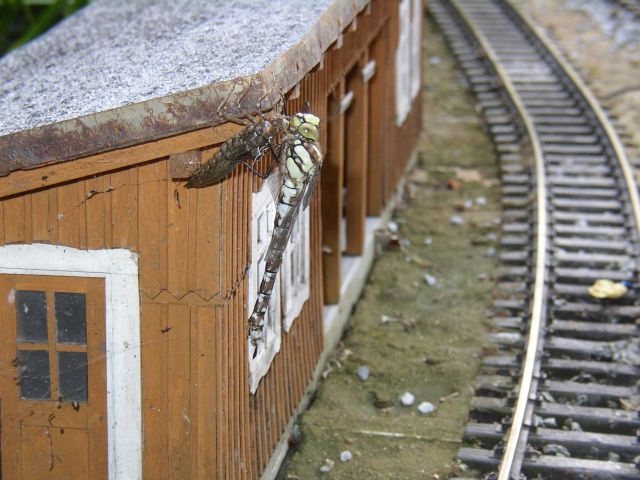 Natureisenbahn1