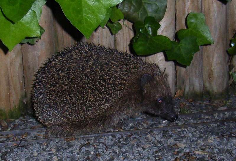 IIm Igel  ( Kupplungs- und Pufferlos )
