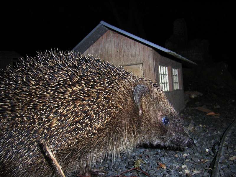 Entgleister IIm Igel (Rat(d)los)