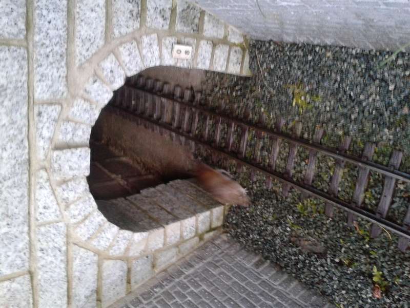 Finde die Maus