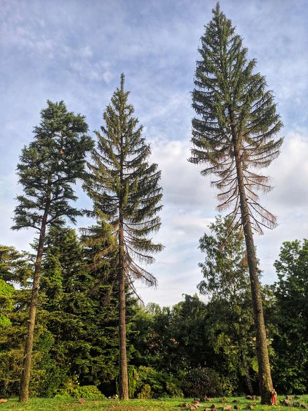  Fertige Nadelbaeume in natuerlichem Licht