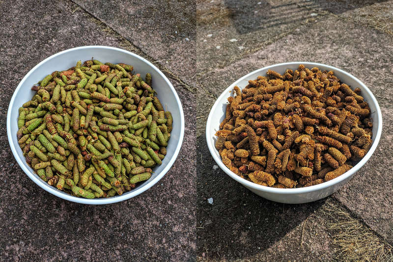 Birkenkätzchen zur Laubherstellung