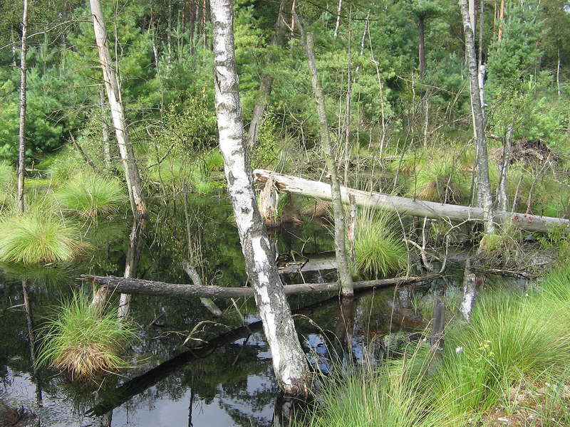 Burgsittensen_Moor