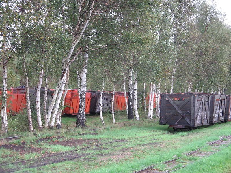 Westerhorn_Wald