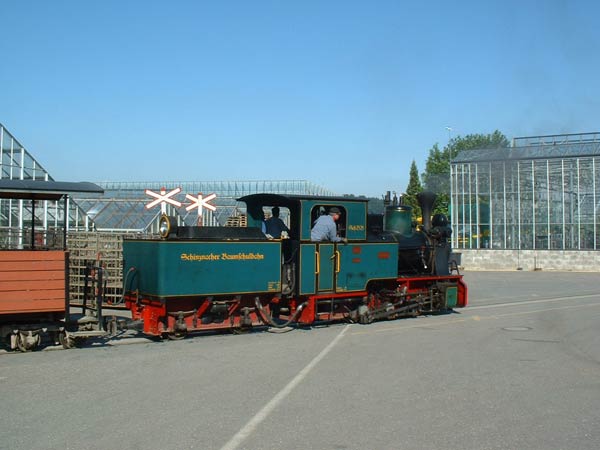 Sequoia am Bahnübergang