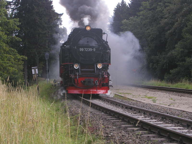 Harz 2011/05