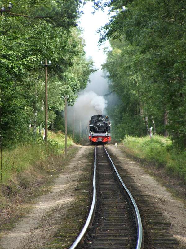 Ein Zug schaukelt durch den Wald
