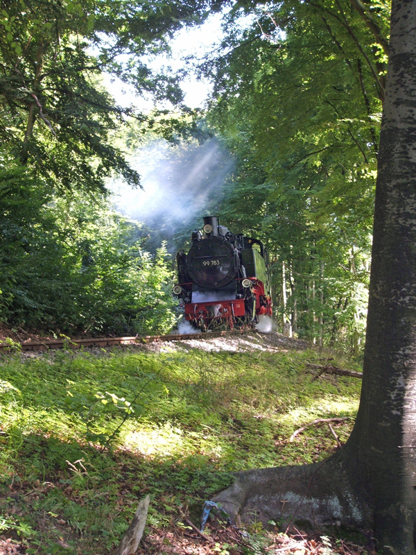 99 783 im Wald