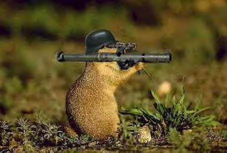 Hamster