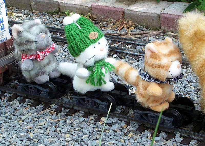 Vk mit Katzen