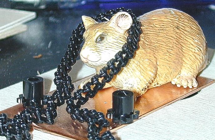 Kettenhamster