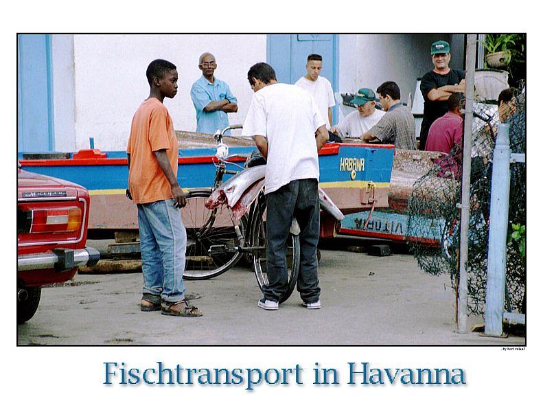 Kuba Fischtransport