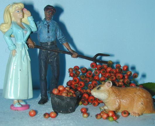Tomaten