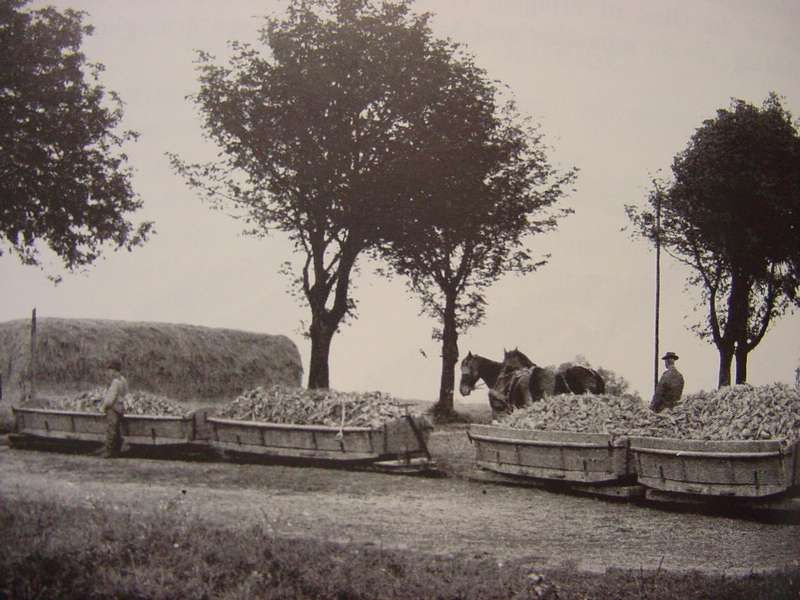 Rübentransport