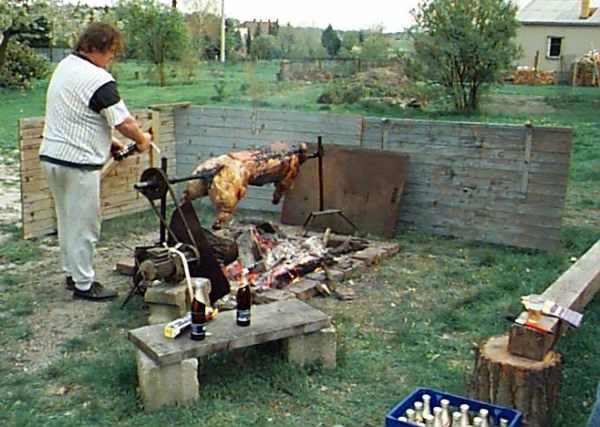 Schwein 1999