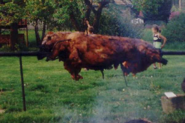 Schwein 2000