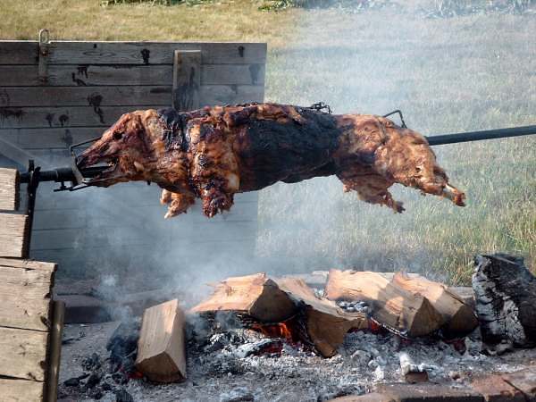pig2003_03