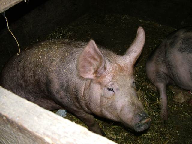 pig2005_1