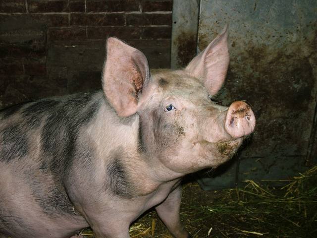 schwein1_2005