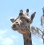 80giraff2.jpg