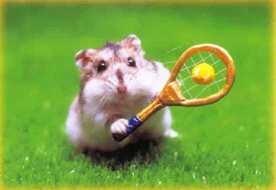 hamstertennis