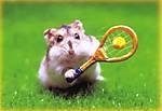 16hamstertennis.jpg