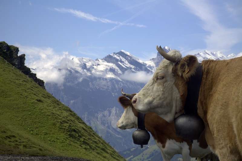 Grindelwald Postkarte 2
