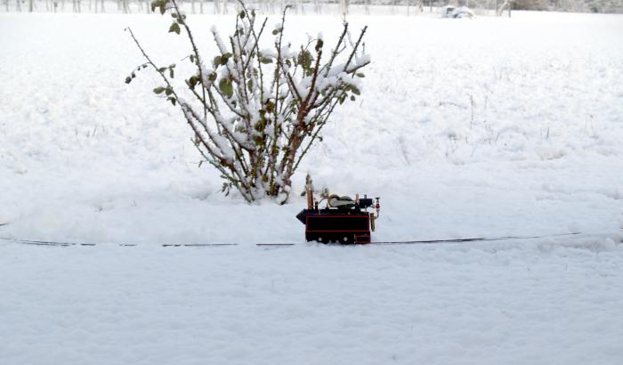 Molli von der Ferne im Schnee
