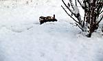 547Molli_im_Schnee4_klein.jpg