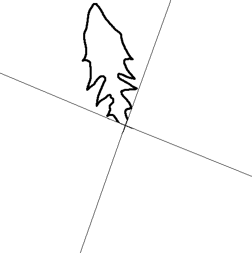 Löwenzahnblätter