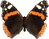 Schmetter2