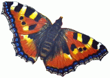 Schmetter4