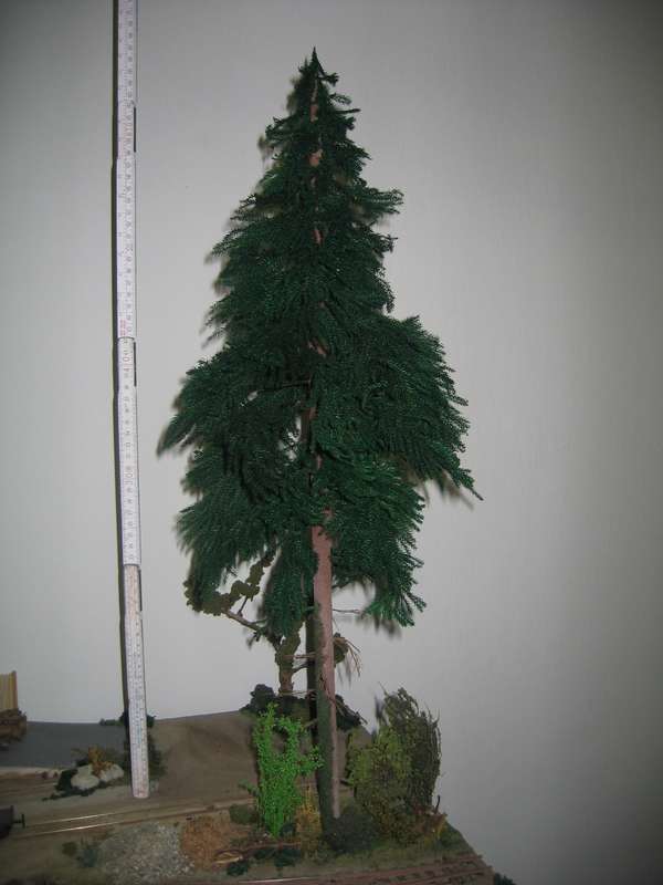 Modellfichte 65cm