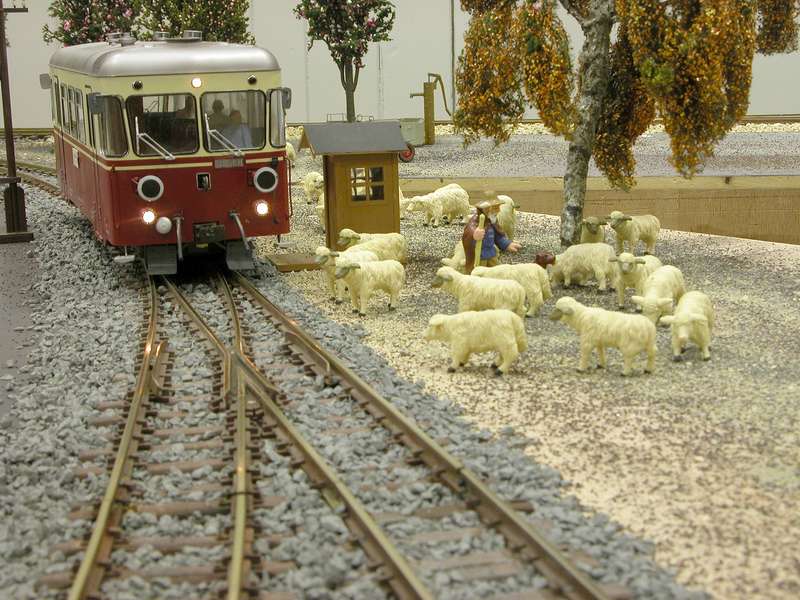 Schafe an der Strecke