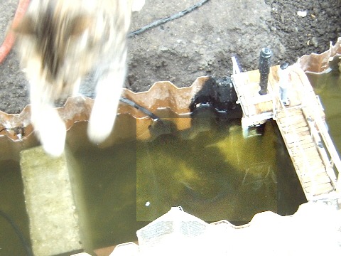 Der Fisch in UKBs Wehr