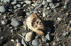 Fischkopf