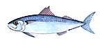 756scomber-scombrus.jpg