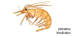 Garnele