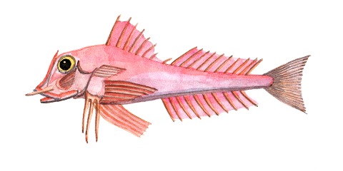 Der gemeine Knurrhahn