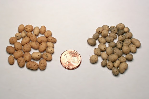 Neue Kartoffeln
