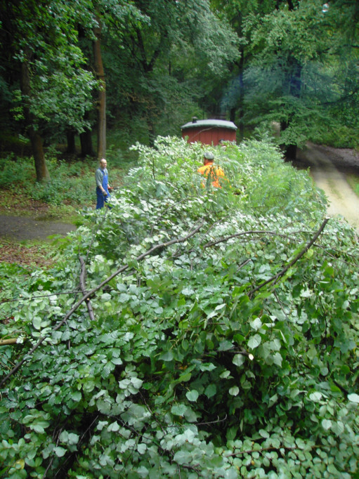 Waldbahnzug