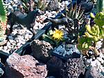 4772005-07-13_W_stenpflanzen_014.jpg