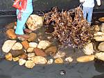 4772008-05-17_Teichkrokogatoren_001.jpg