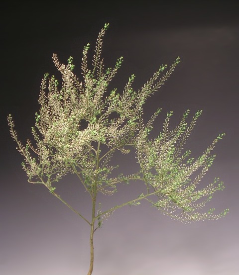 Stink-Kresse (1)