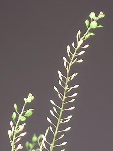 Stink-Kresse (2)