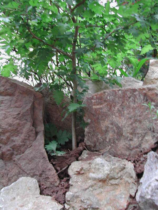 Vegetation 1
