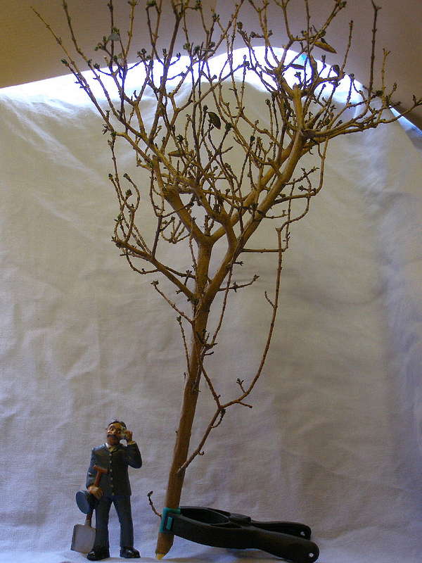 Baum