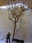 1495Baum.JPG